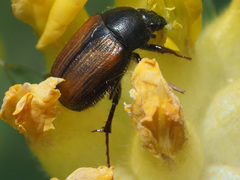 Omaloplia nigromarginata