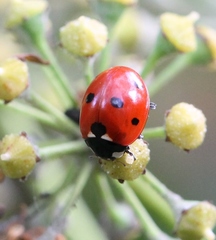 Coccinella septempunctata