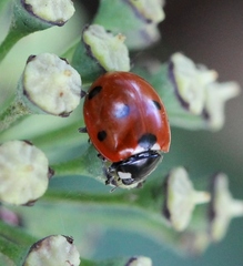 Coccinella septempunctata