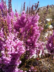 Erica melanthera
