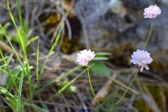 Armeria alliacea
