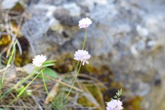 Armeria alliacea