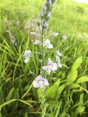 Veronica gentianoides