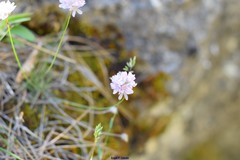 Armeria alliacea