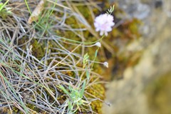 Poa ligulata