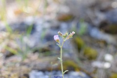 Chaenorhinum origanifolium crassifolium