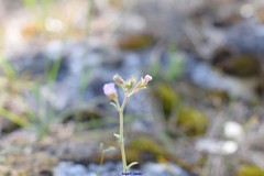 Chaenorhinum origanifolium crassifolium