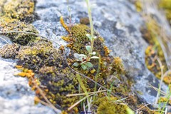 Chaenorhinum origanifolium crassifolium