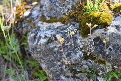 Chaenorhinum origanifolium crassifolium
