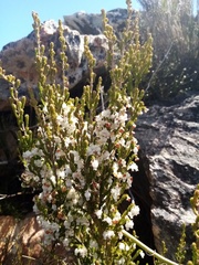 Erica glomiflora