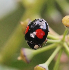 Harmonia axyridis