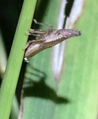 Rhynchomitra recurva