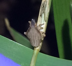 Rhynchomitra recurva