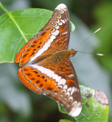 Lebadea martha martha