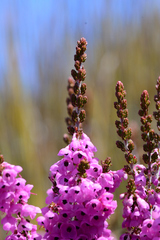 Erica melanthera