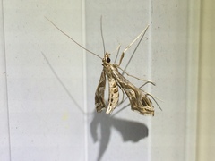 Lineodes