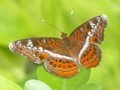 Lebadea martha martha