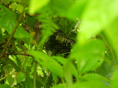 Protobothrops jerdonii