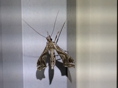 Lineodes