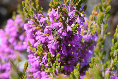 Erica melanthera