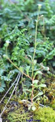 Saxifraga tridactylites