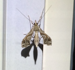 Lineodes