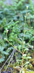 Saxifraga tridactylites