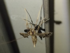 Lineodes