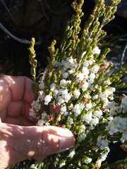 Erica glomiflora