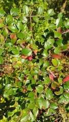 Cotoneaster divaricatus