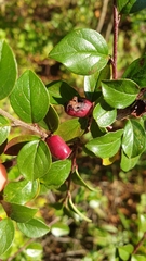 Cotoneaster divaricatus