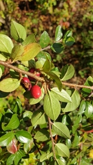 Cotoneaster divaricatus