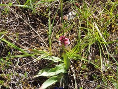 Neotinea ustulata ustulata