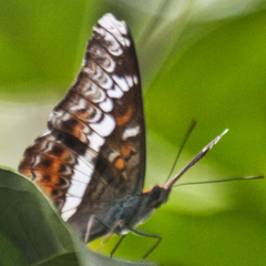 Lebadea martha martha