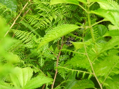 Protobothrops jerdonii