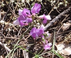 Lathyrus filiformis
