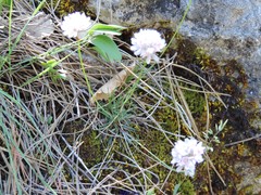 Armeria alliacea
