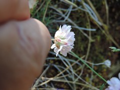 Armeria alliacea