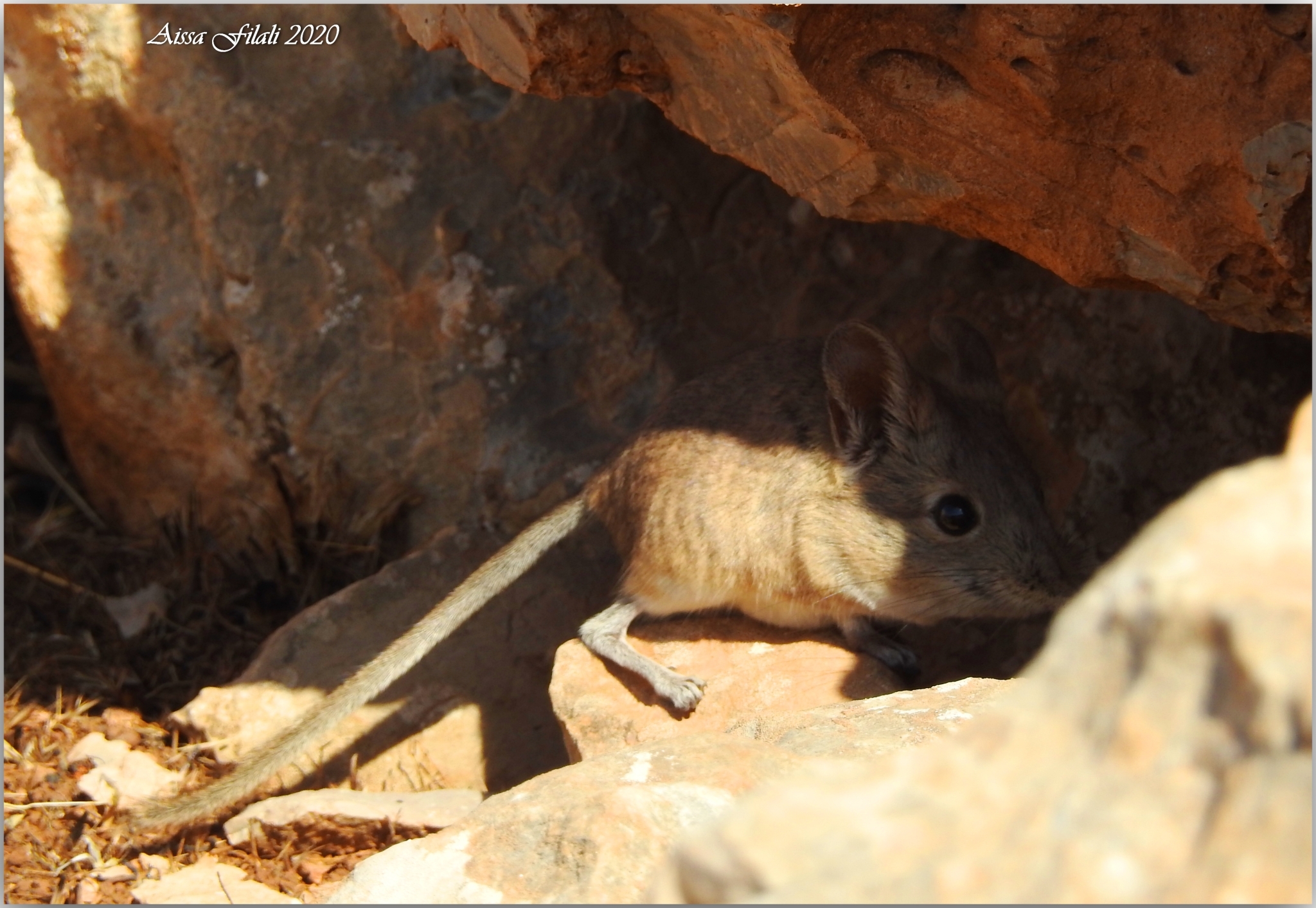 north african elephant shrew