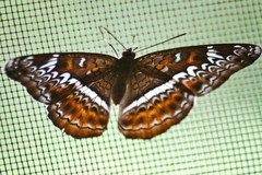 Lebadea martha martha