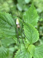 Leucauge celebesiana