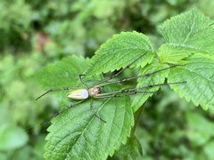 Leucauge celebesiana