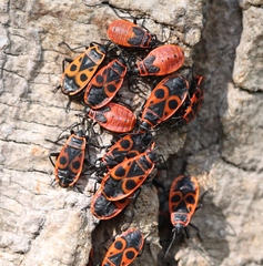 Pyrrhocoris apterus