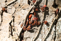 Pyrrhocoris apterus