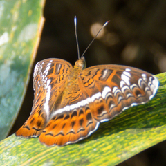 Lebadea martha martha