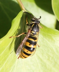 Vespula vulgaris