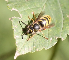 Vespula vulgaris