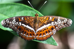 Lebadea martha martha