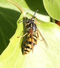 Vespula vulgaris