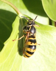 Vespula vulgaris